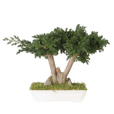 BONSAÏ ETERNEL JUNIPERUS PETIT