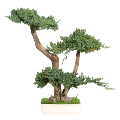 BONSAÏ ETERNEL JUNIPERUS MOYEN