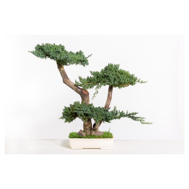Bonsaï naturel préservé, vrai bonsaï, bonsaï fait à la main, fleurs  éternelles, arbre préservé, détail intérieur, arbre domestique, arbre de  bureau -  France