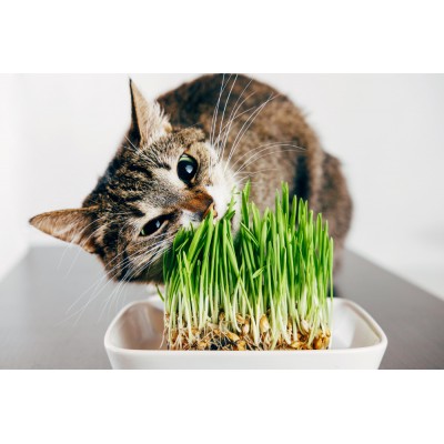 Herbe à chat à faire pousser - 2 x 125g - Hamiform