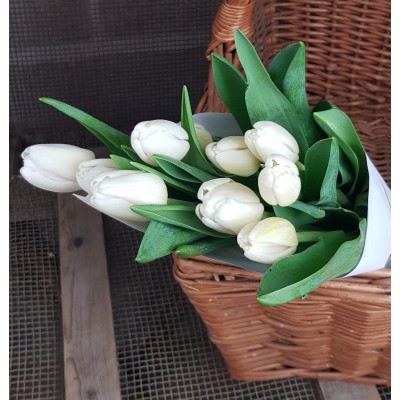 TULIPES BLANCHES
